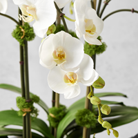 Jeff Leatham Launches New Collection of Real Touch Floral Arrangements with Williams Sonoma (Photo: Williams Sonoma)